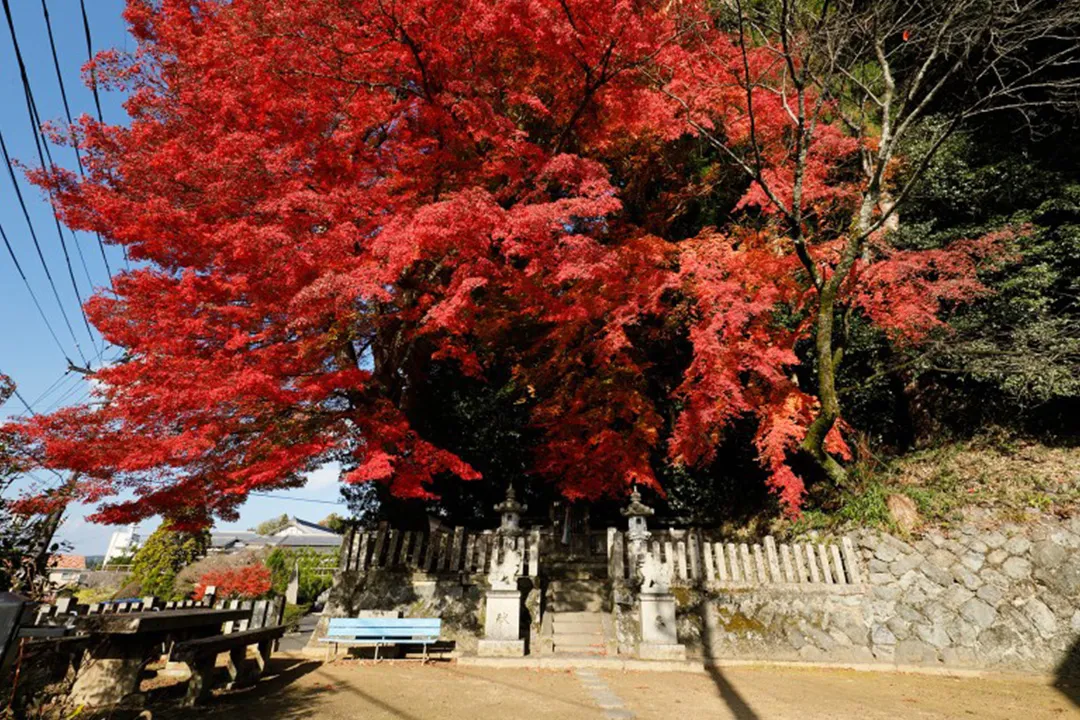 大願寺の紅葉