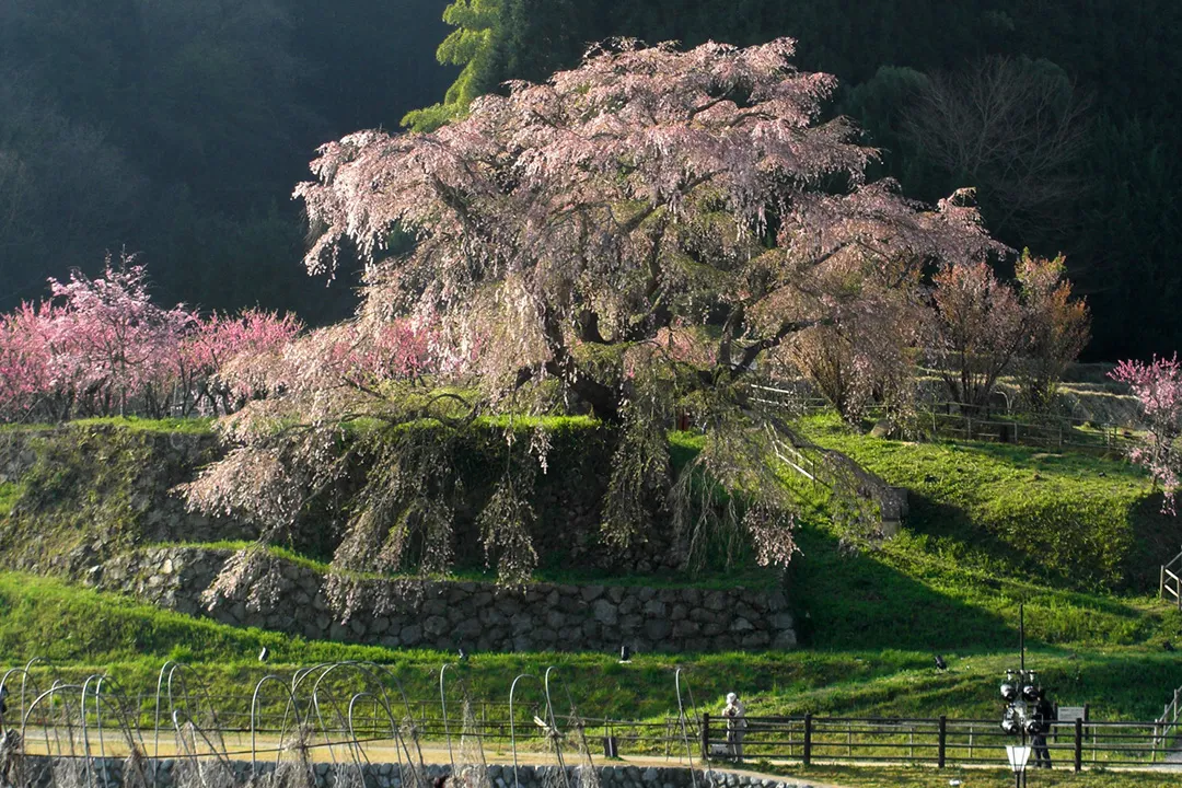 四季ごとの宇陀松山