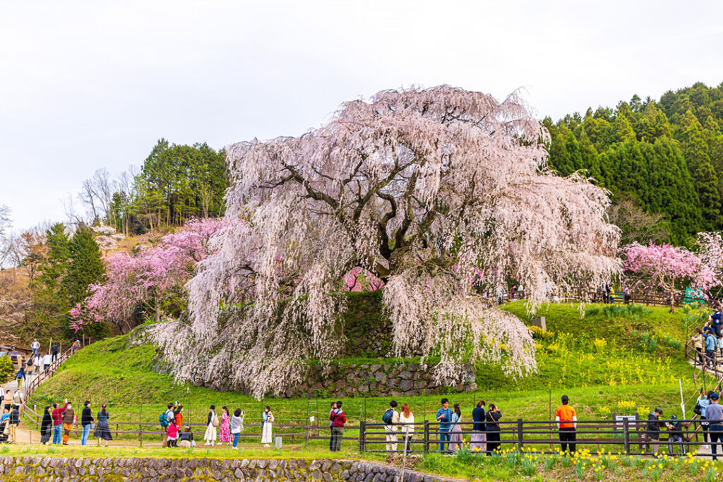 又兵衛桜（本郷の瀧桜）
